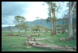 Yellowbark Acacia Trees, Ngorongoro Crater, Tanzania, Africa